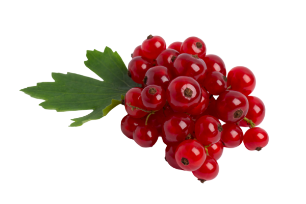 Yapraklı kırmızı frenk üzümü kümesi, şeffaf arkaplanda izole edilmiş, PNG