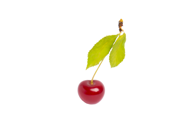 Yaprakları olan tek kiraz, şeffaf arkaplanda izole edilmiş, PNG