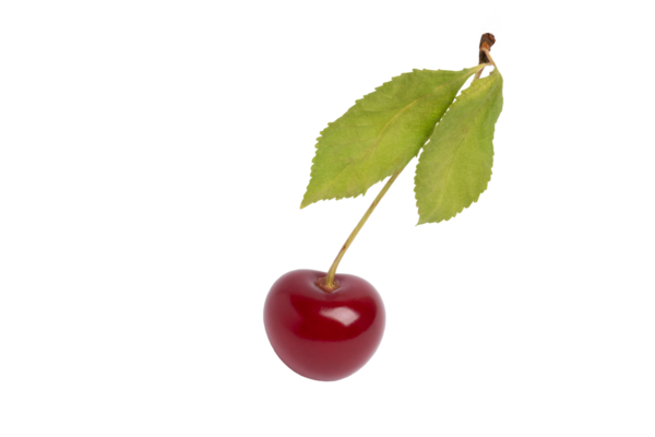 Yaprakları olan tek kiraz, şeffaf arkaplanda izole edilmiş, PNG