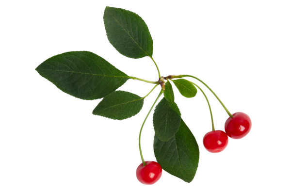 Yeşil yapraklı üç kırmızı kiraz, şeffaf arkaplanda izole edilmiş, PNG