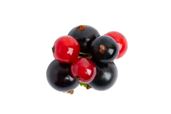 Siyah ve Kırmızı Frenk Kümesi Ön Görünümü, şeffaf arkaplanda izole edilmiş, PNG