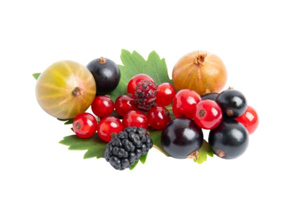 Karışık taze meyveler ve bektaşi üzümleri, şeffaf arka planda izole edilmiş, PNG