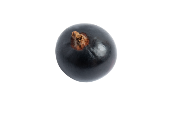 Tek siyah frenk üzümü, şeffaf arkaplanda izole edilmiş, PNG