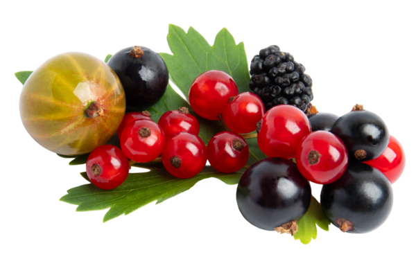 Yeşil yapraklar üzerinde karışık böğürtlen, şeffaf arka planda izole edilmiş, PNG