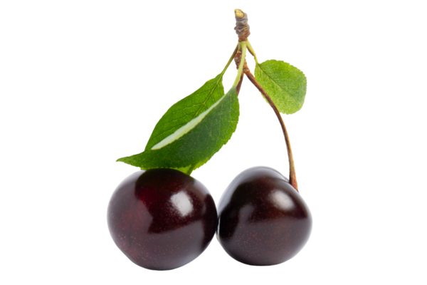 Yapraklı iki koyu kiraz, şeffaf arka planda izole edilmiş, PNG