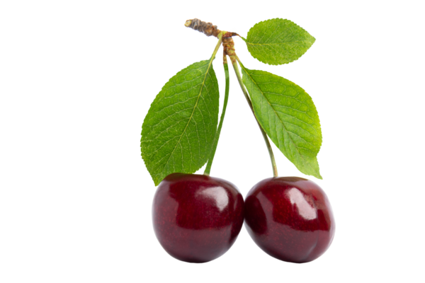 Yeşil yapraklı iki koyu kırmızı kiraz, şeffaf arkaplanda, PNG