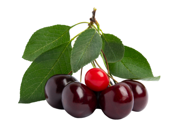 Yapraklı koyu ve kırmızı kirazlar, şeffaf arkaplanda izole edilmiş, PNG