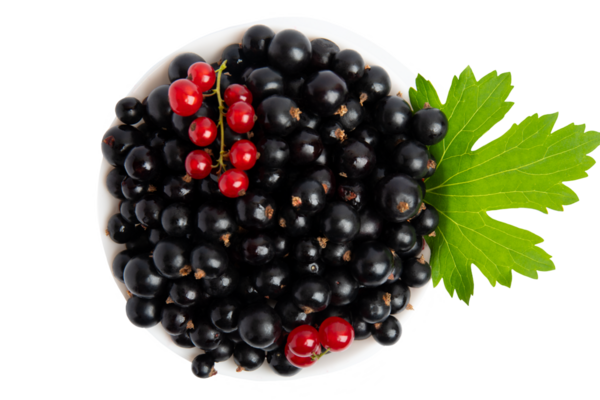 Siyah ve kırmızı üzümlü kase üst görünümde, şeffaf arkaplanda izole edilmiş, PNG