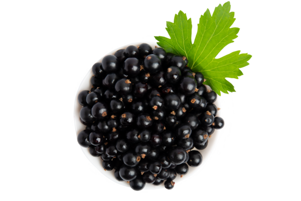 Kabın üst görünümünde siyah frenk üzümü, şeffaf arkaplanda izole edilmiş, PNG