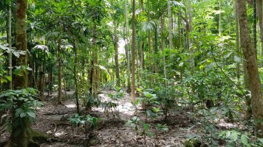 Ormanda yeşil ağaçlar