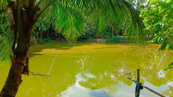 Nehrin ortasında yeşil yapraklı küçük bir tekne.
