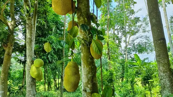 Ağaçta taze yeşil muz meyvesi