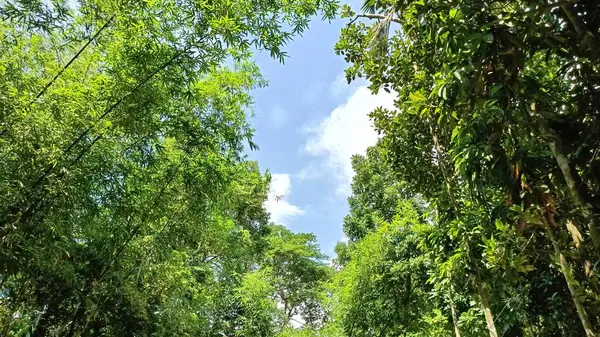 Ormanın güzel manzarası