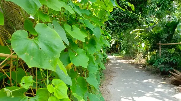 Palmiye yapraklı güzel tropikal orman