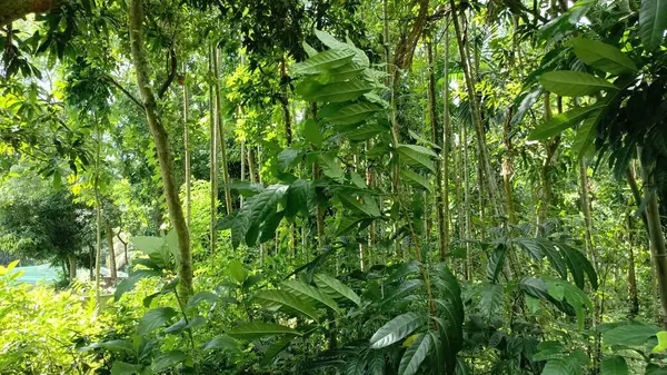 yeşil yapraklar, bitkiler ve yapraklar