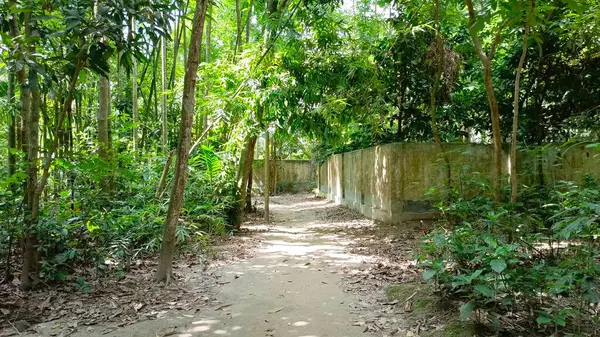 Ormanda yeşil ağaçlar