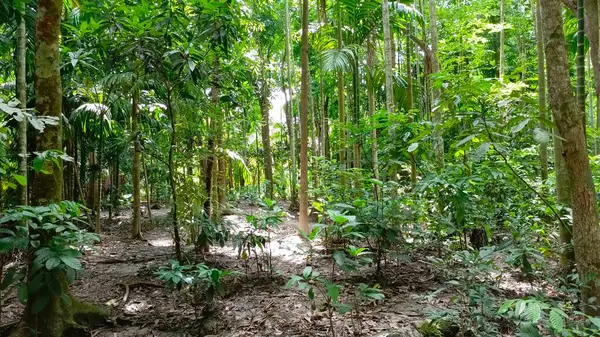 Ormanda yeşil ağaçlar