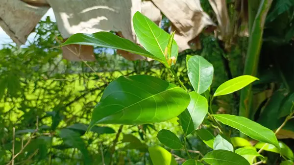 yeşil yapraklar, bitkiler ve yapraklar