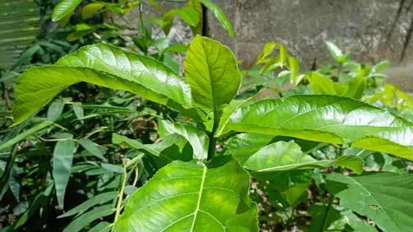 Bahçede yeşil yapraklar