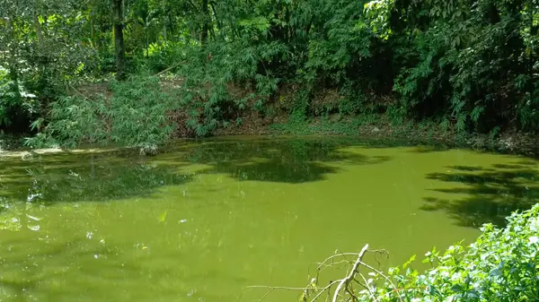 ormandaki yeşil pond