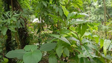 yeşil yapraklar, bitkiler ve yapraklar