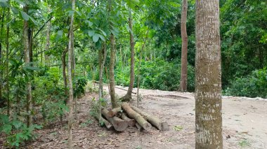 Ormandaki yeşil ağaç