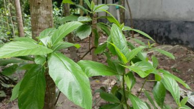 Bahçede yeşil yapraklar