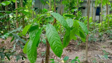 Bahçede yeşil yapraklar