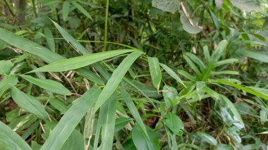 Ormanda yeşil çimenler