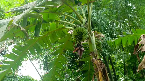 Yeşil yapraklı muz ağacı