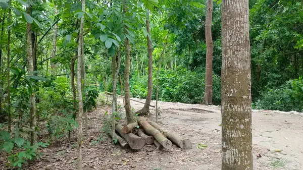 Ormandaki yeşil ağaç