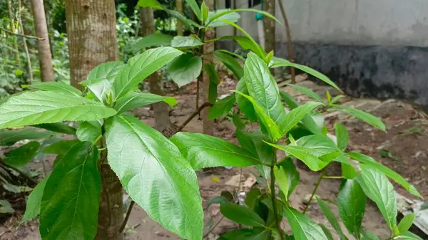 Bahçede yeşil yapraklar