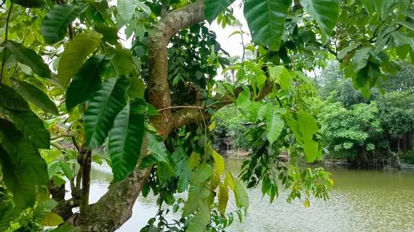 Parkın güzel manzarası