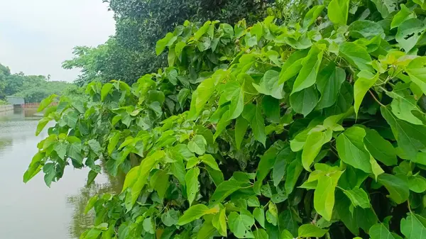 Bahçedeki yeşil bitkiler