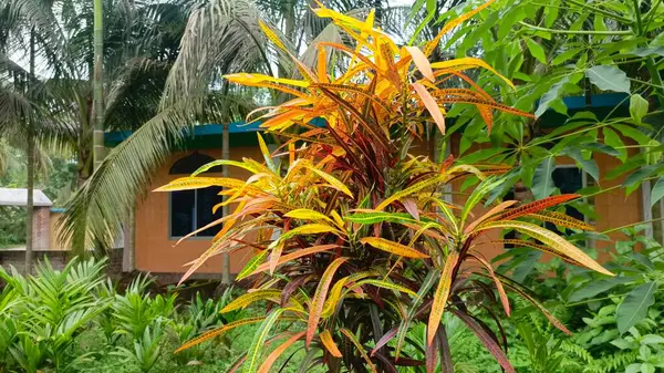 Bahçede, Bali adasında, Endonezya 'da tropik bitkiler ve çiçekler