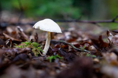 Orman zemininde beyaz mantar