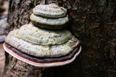 Ağaç kabuğundaki çoklu gözenekli mantarı kapat