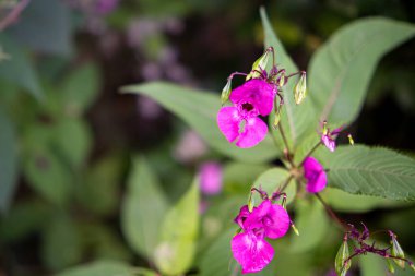 Ormanda açan pembe kır çiçeğinin yakın çekimi