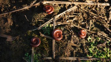 Kırkayaklar kendilerini sararak savunurlar.