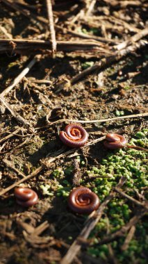 Kırkayaklar kendilerini sararak savunurlar.. 