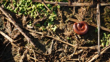 Kırkayaklar kendilerini sararak savunurlar.