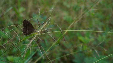 Siyah kelebek küçük bir dala tünedi.