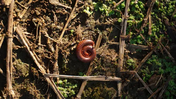 Kırkayaklar kendilerini sararak savunurlar.
