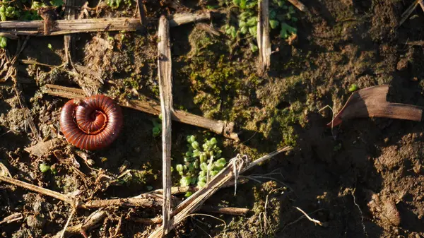 Kırkayaklar kendilerini sararak savunurlar.