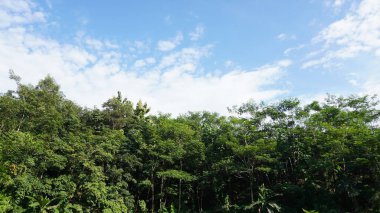 Orman ağaçlarının üstündeki gökyüzü