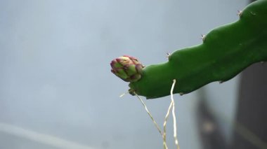 Ejderha meyvesi çiçekleri hala olgunlaşmamış.