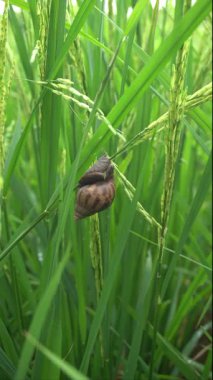 Salyangozlar hala yeşil olan pirinç bitkilerini yerler.