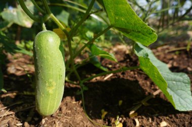 Salatalıklar hala sallanıyor.