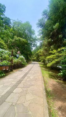 Canlı yeşil ağaçlar ve çiçek açan çalılarla çevrili yemyeşil bir parkta güzel bir taş patika. Doğanın sakin bir atmosferi ve sükuneti yaratıyor..