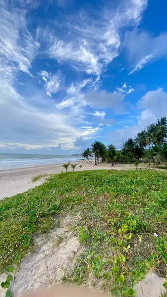Açık mavi gökyüzünün altında yumuşak bulutlarla yakalanmış tropikal bir plajın güzel bir sahnesi. Sergide altın kum, yemyeşil bitki örtüsü ve sakin ve rahatlatıcı bir atmosfer yaratan palmiye ağaçları yer alıyor. Ufuk sakin denizle birleşirken yumuşak dalgalar...